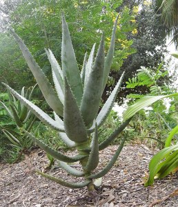 This is another species of aloe featured in the Memorial Aloe Garden at Hilltop Gardens in Lyford, Texas. The photo was taken on Oct. 6, 2013. 