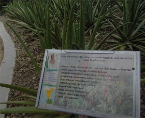 Aloe vera has many cosmetic and medicinal benefits, a fact not lost to the owners and employees of Hilltop Gardens in Lyford, Texas. The photo was taken on Oct. 6, 2013. 